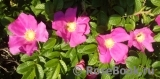 Rosa rugosa rubra Rosa rugosa rubra