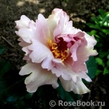 Couture Rose Tilia Couture Rose Tilia