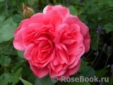 Rosarium Uetersen Rosarium Uetersen