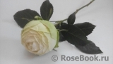 Wedding Piano ® Wedding Piano ®