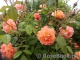 Westerland Westerland
