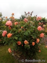 Westerland Westerland