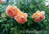 Lady of Shalott Lady of Shalott