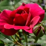 Darcey Bussell Darcey Bussell
