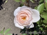 Desdemona Desdemona