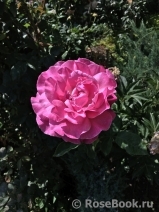 Caprice de Meilland Caprice de Meilland