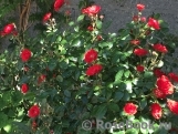 Scarlet Meillandecor 