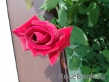 Crimson Glory Cl. Crimson Glory Cl.