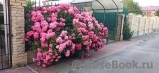 Rosarium Uetersen Rosarium Uetersen