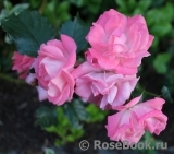 Rosali 83 ®
