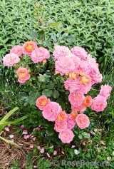 Midsummer Midsummer