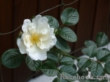 White Star White Star