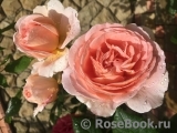 Abraham Darby Abraham Darby