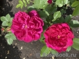 Darcey Bussell Darcey Bussell
