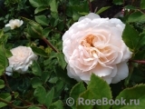 Crocus Rose® Crocus Rose®