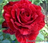 Red Intuition Red Intuition