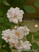 Paul’s Himalayan Musk Paul’s Himalayan Musk