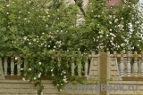 Paul’s Himalayan Musk Paul’s Himalayan Musk