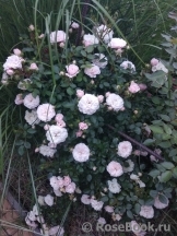 Starlet ®-Rose Alina ® Starlet ®-Rose Alina ®