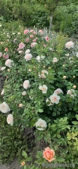 Crocus Rose® Crocus Rose®
