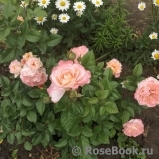 Augusta Luise Augusta Luise