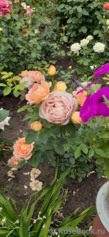 Lady of Shalott Lady of Shalott