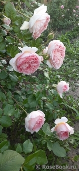 Abraham Darby Abraham Darby