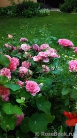 Rosarium Uetersen Rosarium Uetersen