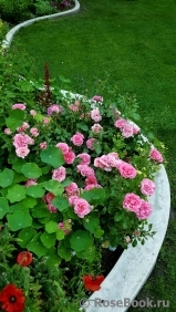 Rosarium Uetersen Rosarium Uetersen