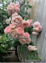 Abraham Darby Abraham Darby