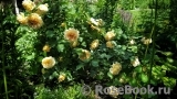 Crown Princess Margareta® Crown Princess Margareta®