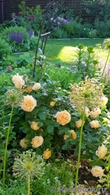 Crown Princess Margareta® Crown Princess Margareta®