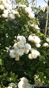 Lemon Rambler Lemon Rambler