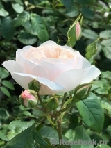 Desdemona Desdemona