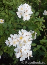 Rosa multiflora Rosa multiflora