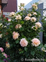 Chandos Beauty Chandos Beauty