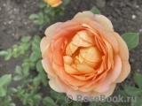 Lady of Shalott Lady of Shalott