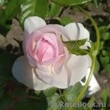 Olivia Rose Austin Olivia Rose Austin