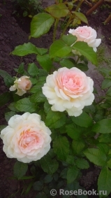 Chandos Beauty Chandos Beauty