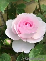 Olivia Rose Austin Olivia Rose Austin