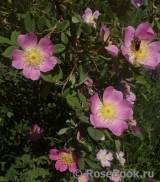 Rosa majalis Майская роза Шиповник коричный Rosa majalis Майская роза Шиповник коричный