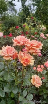 Ashram Ashram