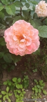 Augusta Luise Augusta Luise