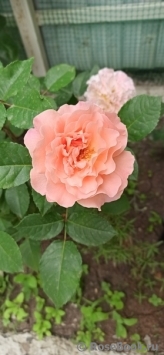 Augusta Luise Augusta Luise