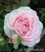 Olivia Rose Austin Olivia Rose Austin