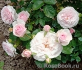 Olivia Rose Austin Olivia Rose Austin