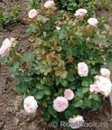 Olivia Rose Austin Olivia Rose Austin