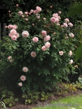 A Shropshire Lad A Shropshire Lad