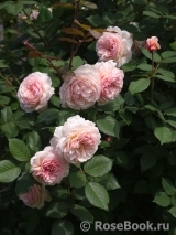 A Shropshire Lad A Shropshire Lad