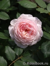 A Shropshire Lad A Shropshire Lad